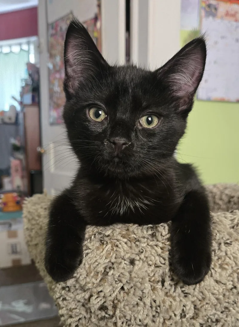 Charlotte aka "Charlie" thumbnail 3
