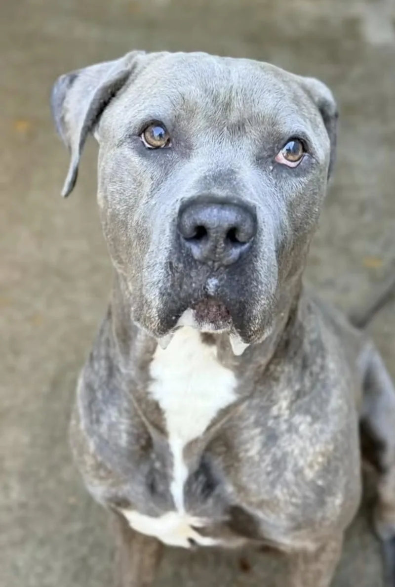 An adult medium-sized male Brindle Pit Bull Terrier dog named Chopsticks for adoption in Chicago, IL