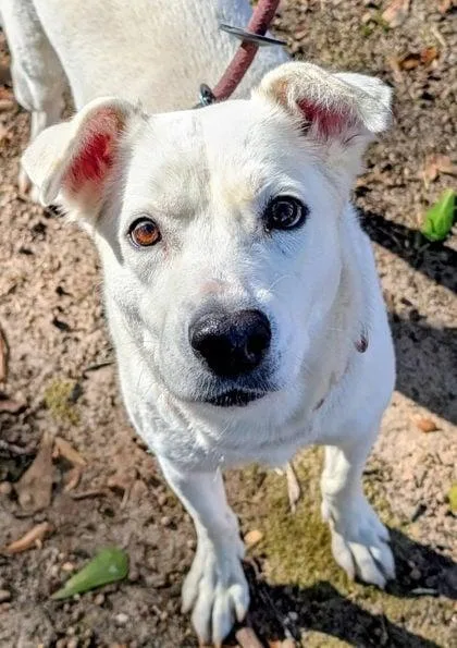 An adult medium-sized female White / Cream Labrador Retriever dog named Miss Wiggles for adoption in Douglas, MA
