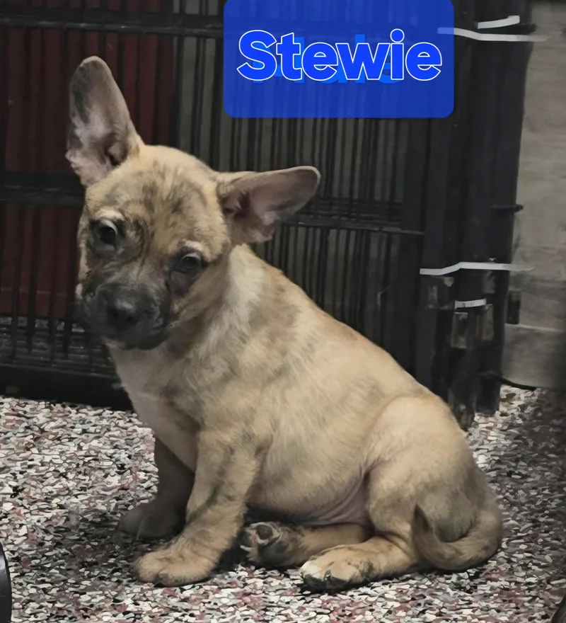A baby medium-sized male French Bulldog dog named Stewie for adoption in Wheelersburg, OH