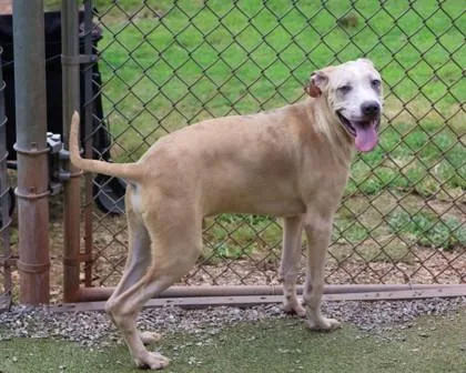A young large-sized male Mixed Breed dog named Daryl for adoption in Athens, GA