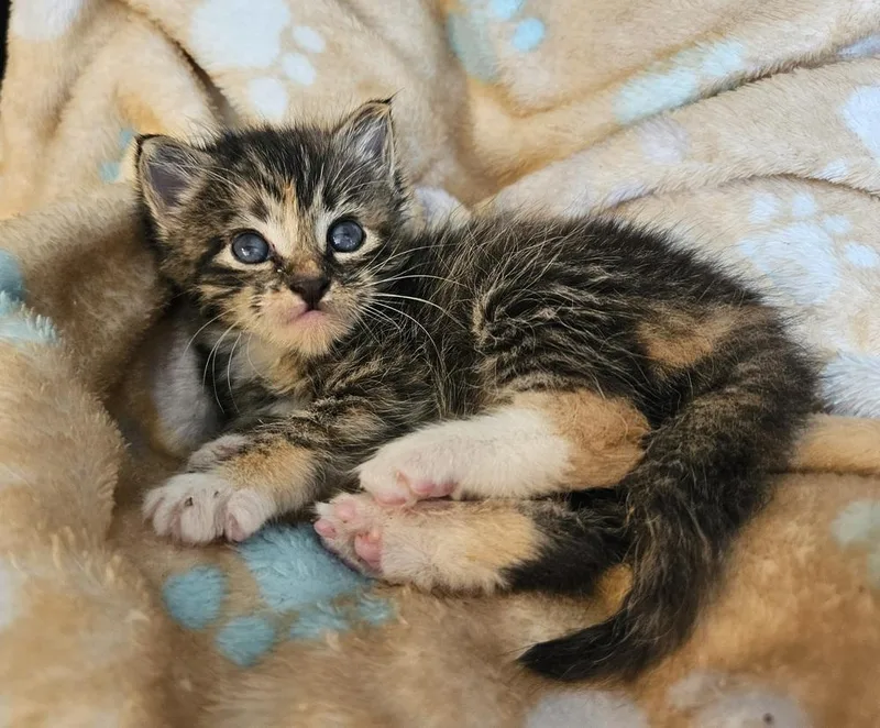 A baby small-sized female Gray / Blue / Silver Domestic Medium Hair cat named Noelle for adoption in WARNER ROBINS, GA