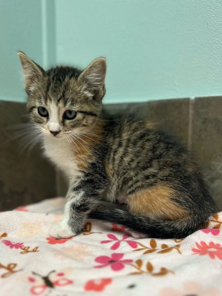A baby small-sized female Tabby (Brown / Chocolate) Domestic Short Hair cat named Connecticut for adoption in Columbus, NE