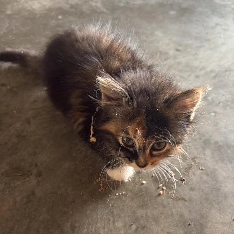 A baby small-sized female Torbie Domestic Long Hair cat named Mavis for adoption in CHANUTE, KS
