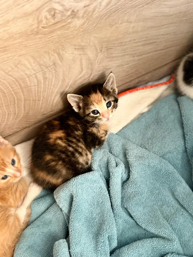 A baby small-sized male Domestic Short Hair cat named Lana for adoption in Algona, IA