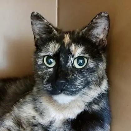 A young medium-sized female Domestic Short Hair cat named Mama Kitana for adoption in Burlington, WA