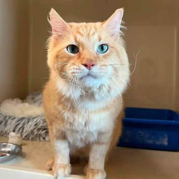 A senior medium-sized male Domestic Medium Hair cat named Joey for adoption in Evanston, IL