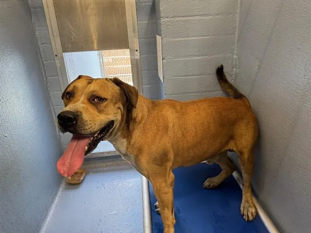 An adult large-sized male Pit Bull Terrier dog named Chabarro for adoption in Downey, CA