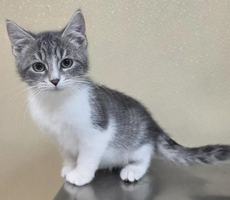 A baby medium-sized female Domestic Short Hair cat named Pearl for adoption in Brainerd, MN