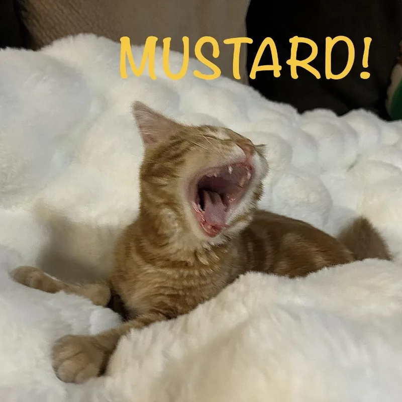 Mustard thumbnail 3