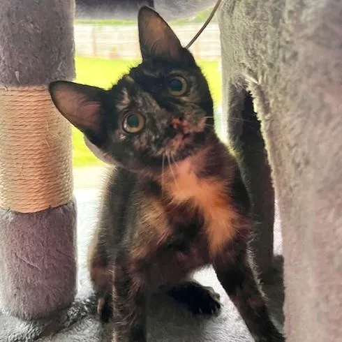 A baby medium-sized female Tortoiseshell Tabby cat named Denali for adoption in Smithfield, NC