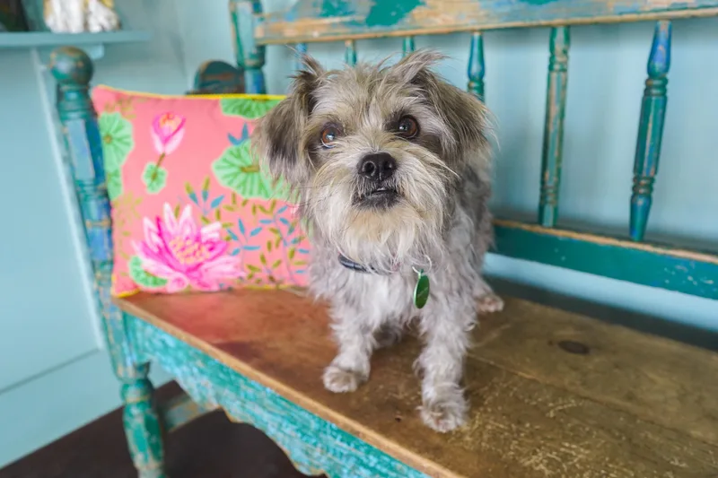 An adult small-sized male Gray / Blue / Silver Shih Tzu dog named Cowboy for adoption in San Antonio, TX