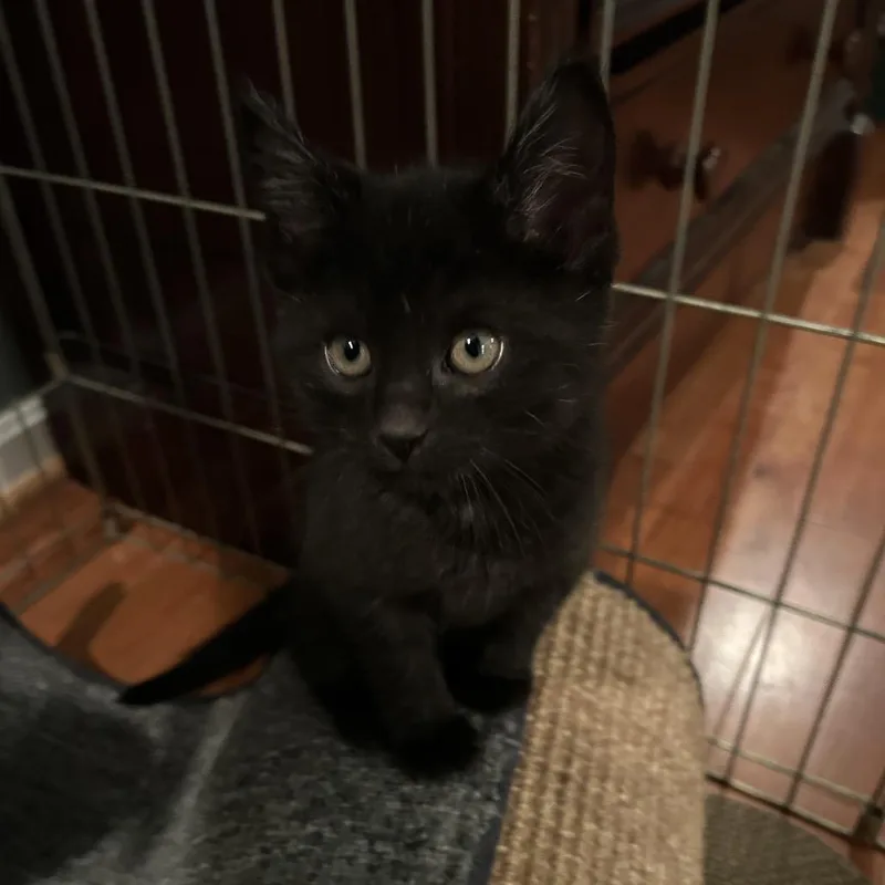 A baby small-sized male Black Domestic Short Hair cat named Eddie for adoption in Potomac, MD