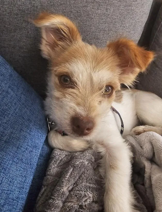 Sancho