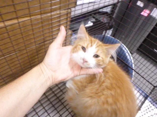 A baby medium-sized male Domestic Medium Hair cat named Bellamy for adoption in Kalamazoo, MI