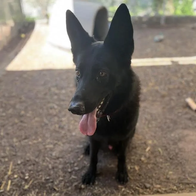 An adult large-sized male Black German Shepherd Dog dog named Tiger for adoption in New Ringgold, PA