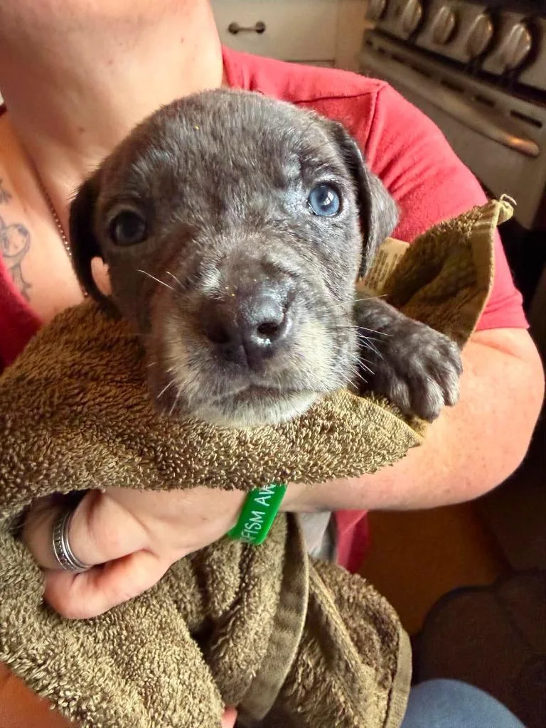 A baby medium-sized male Mixed Breed dog named Leonardo for adoption in Cloquet, MN