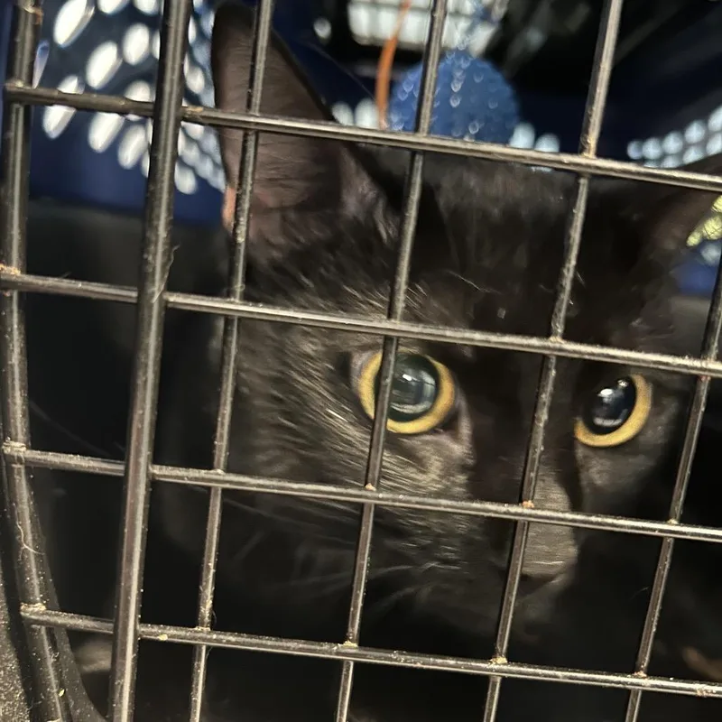 An adult medium-sized male Black Domestic Short Hair cat named Lucky Number Seven for adoption in Greensboro, NC