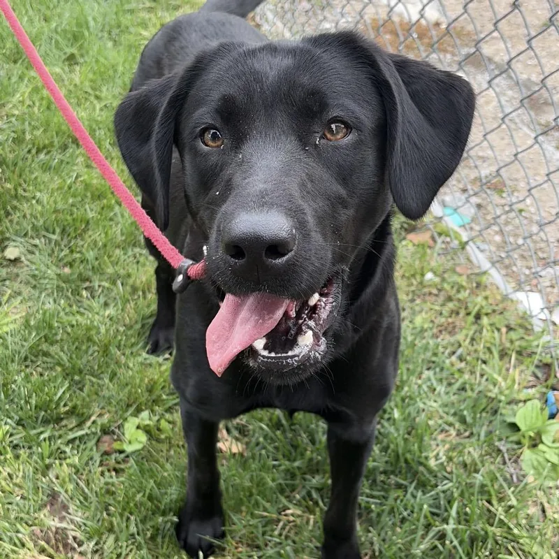 A young large-sized female Labrador Retriever dog named Luna for adoption in Newark, NJ