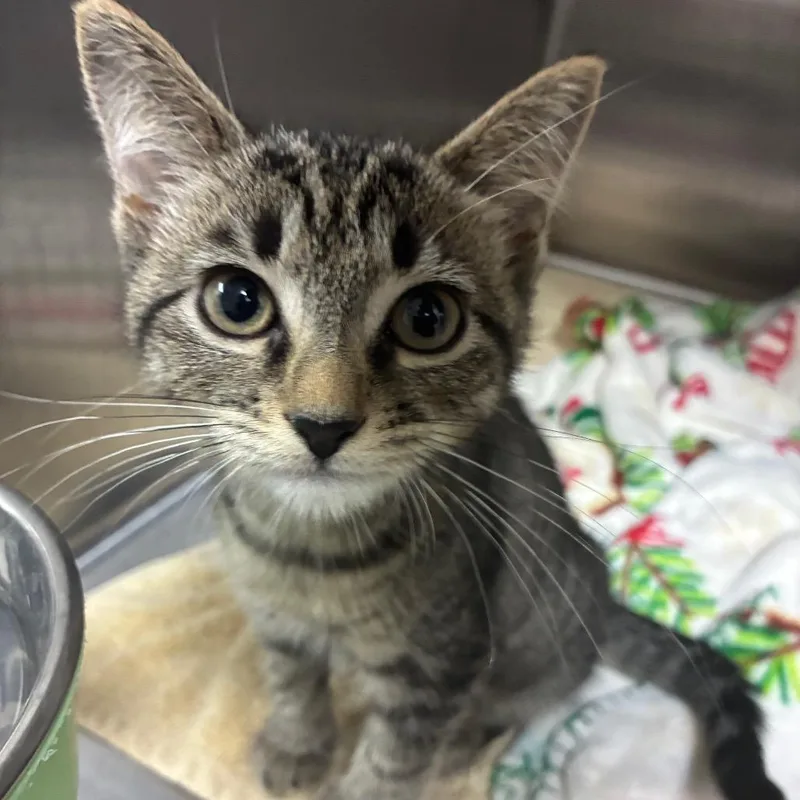 A baby small-sized female Brown / Chocolate Domestic Short Hair cat named Starshine for adoption in Middleburg, FL