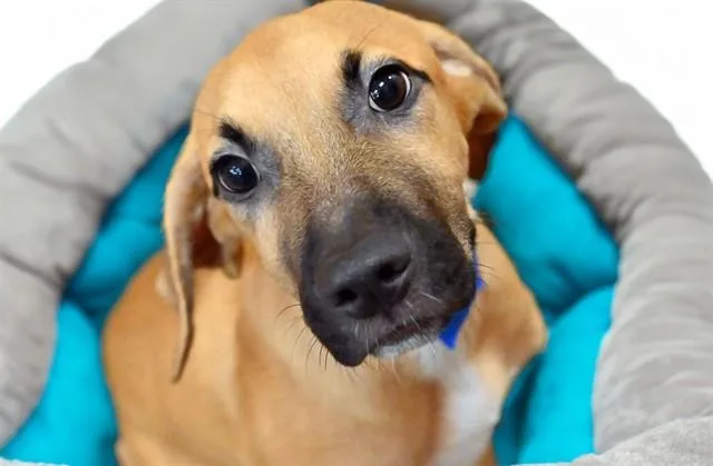 A baby medium-sized male Canaan Dog dog named Toffee for adoption in Fort Lauderdale, FL