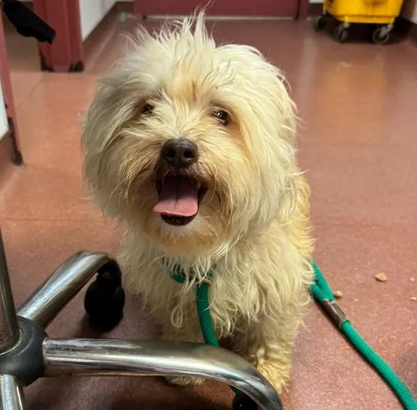 An adult small-sized female Poodle dog named Sunflower for adoption in Oakland, CA