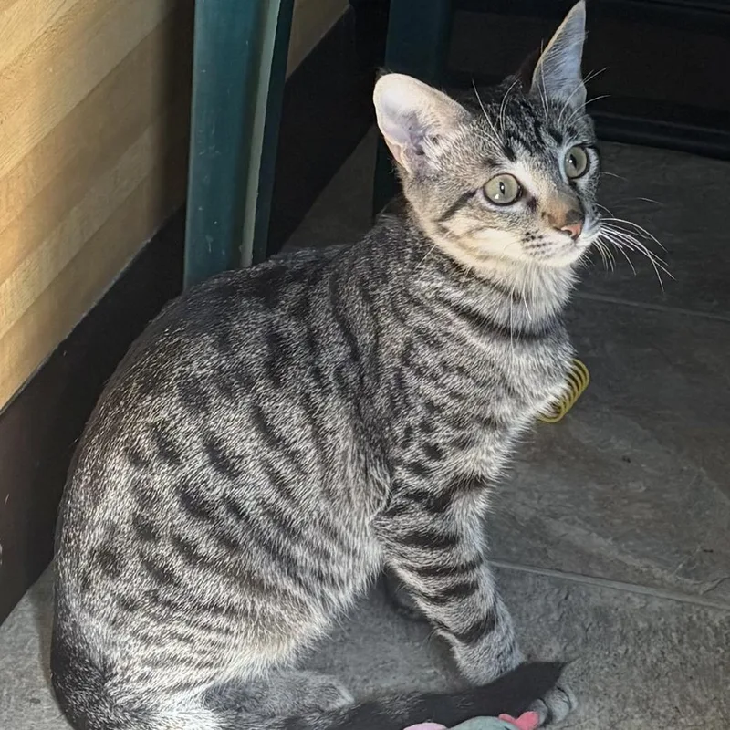 A young small-sized male Brown / Chocolate Domestic Short Hair cat named Luca for adoption in Leander, TX