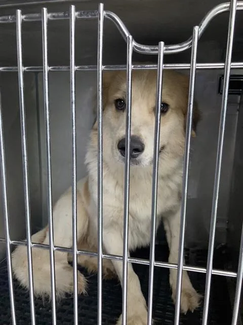 A young large-sized male Mixed Breed dog named Frank for adoption in Dallas, TX