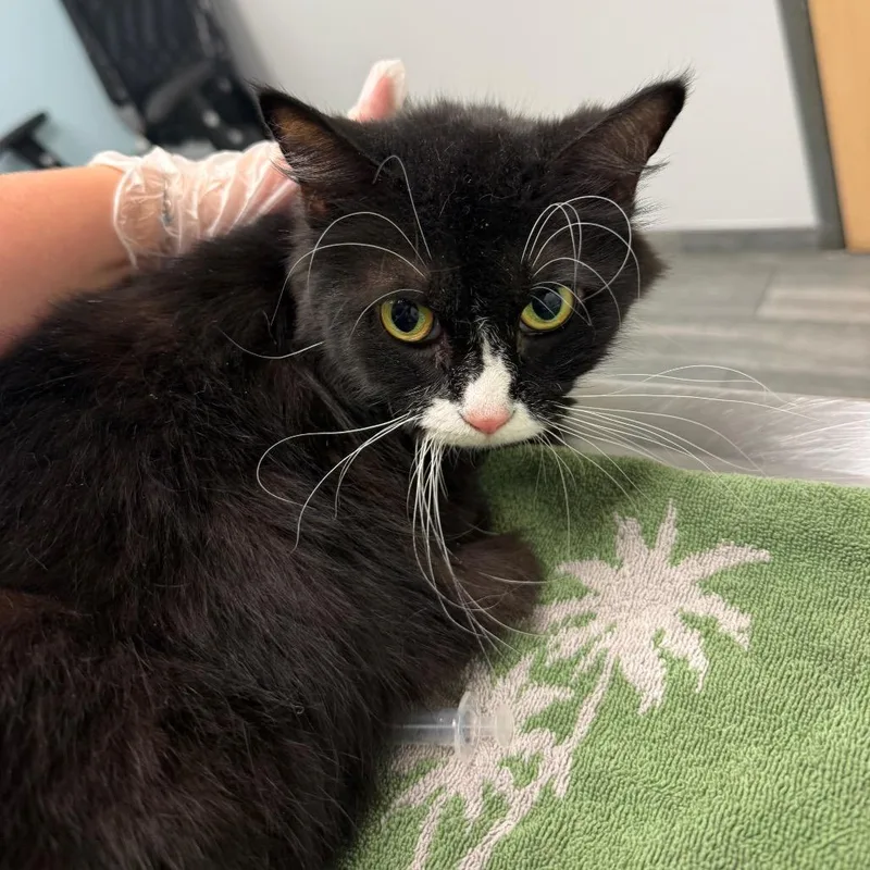 An adult medium-sized female Black Domestic Short Hair cat named Sam for adoption in Jacksonville, FL