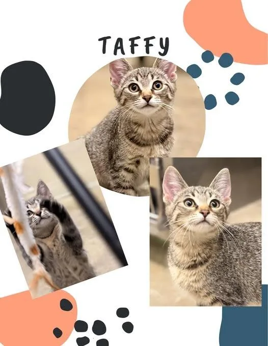 Taffy