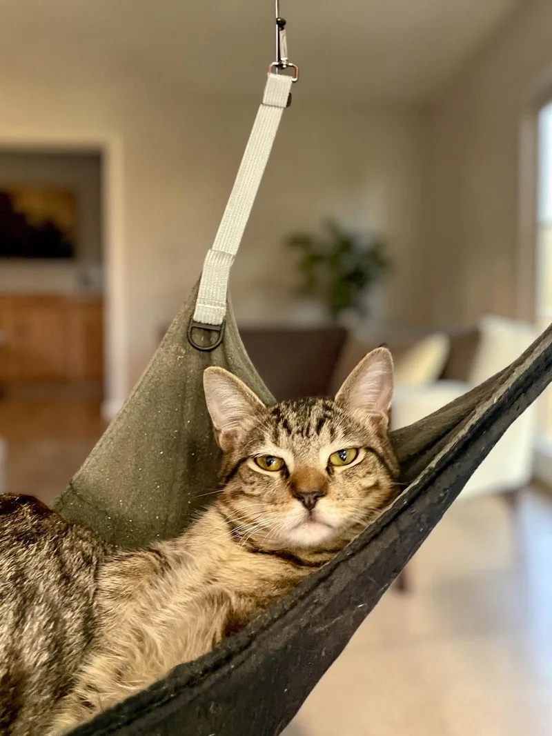 A baby medium-sized male Domestic Short Hair cat named Indy for adoption in Champaign, IL