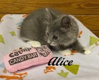 A baby medium-sized female Gray & White Domestic Medium Hair cat named Alice for adoption in Southern Pines, NC