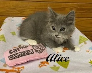 Alice thumbnail 2