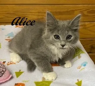 Alice thumbnail 3