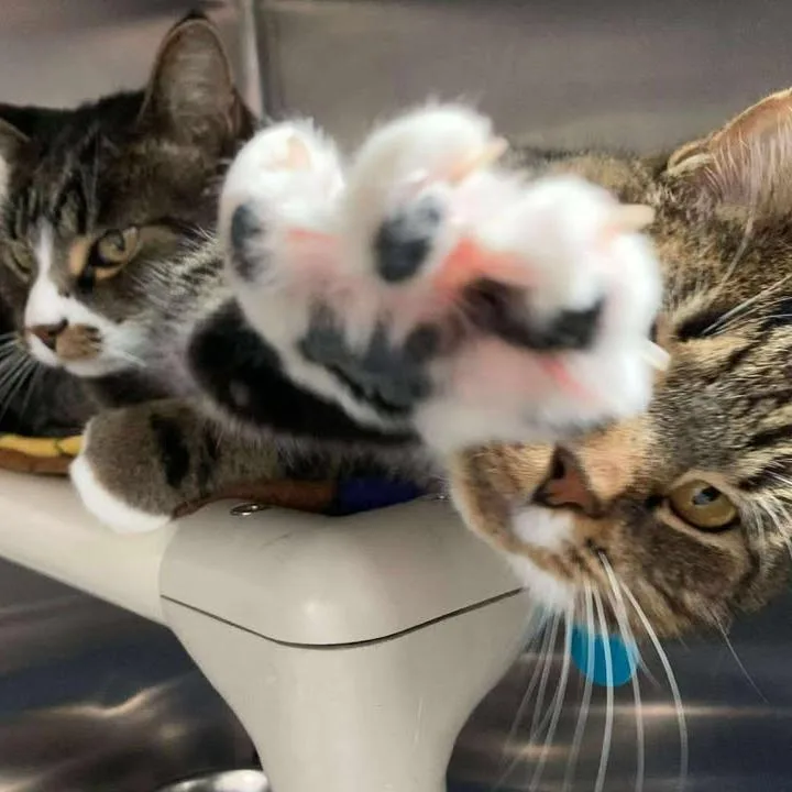 Big Guapo thumbnail 2