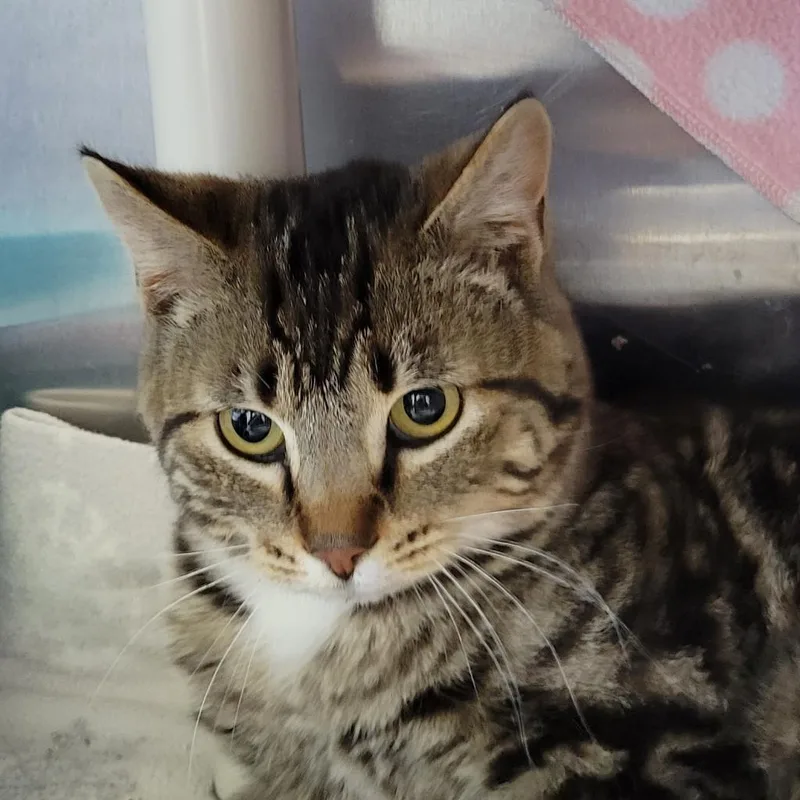 Big Guapo thumbnail 3