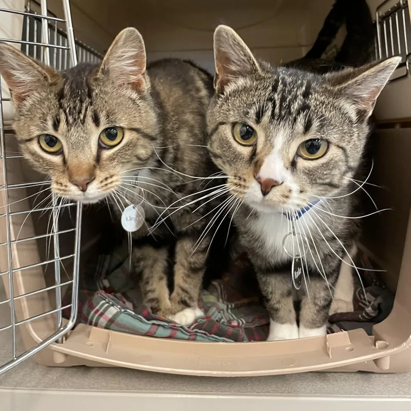 Big Guapo thumbnail 4