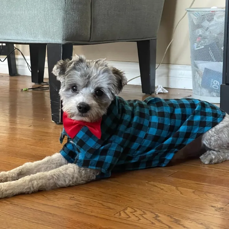 An adult small-sized male Gray / Blue / Silver Terrier dog named Charlie for adoption in Mission Hills, CA