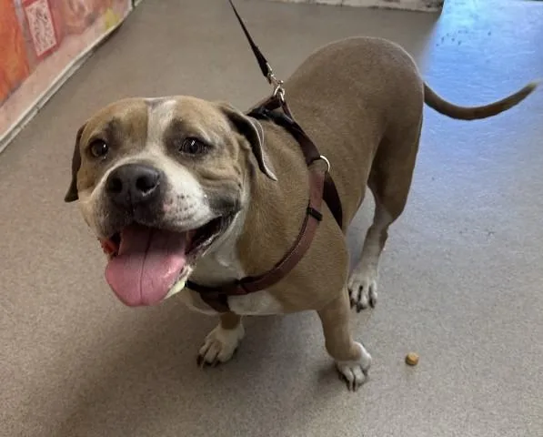 An adult large-sized female Pit Bull Terrier dog named Hazel for adoption in San Bernardino, CA