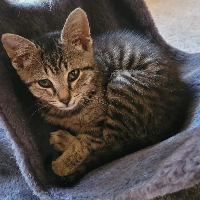 A baby small-sized male Brown / Chocolate Domestic Short Hair cat named Baker for adoption in Granville, OH