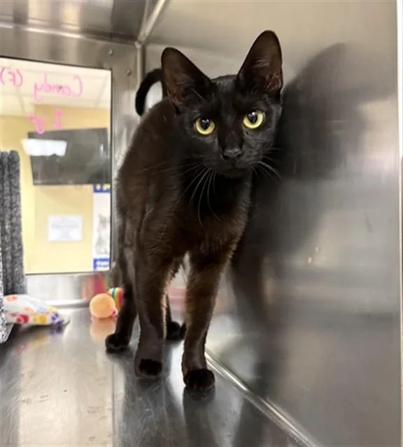 A young small-sized female Domestic Short Hair cat named Candy for adoption in Fort Myers, FL
