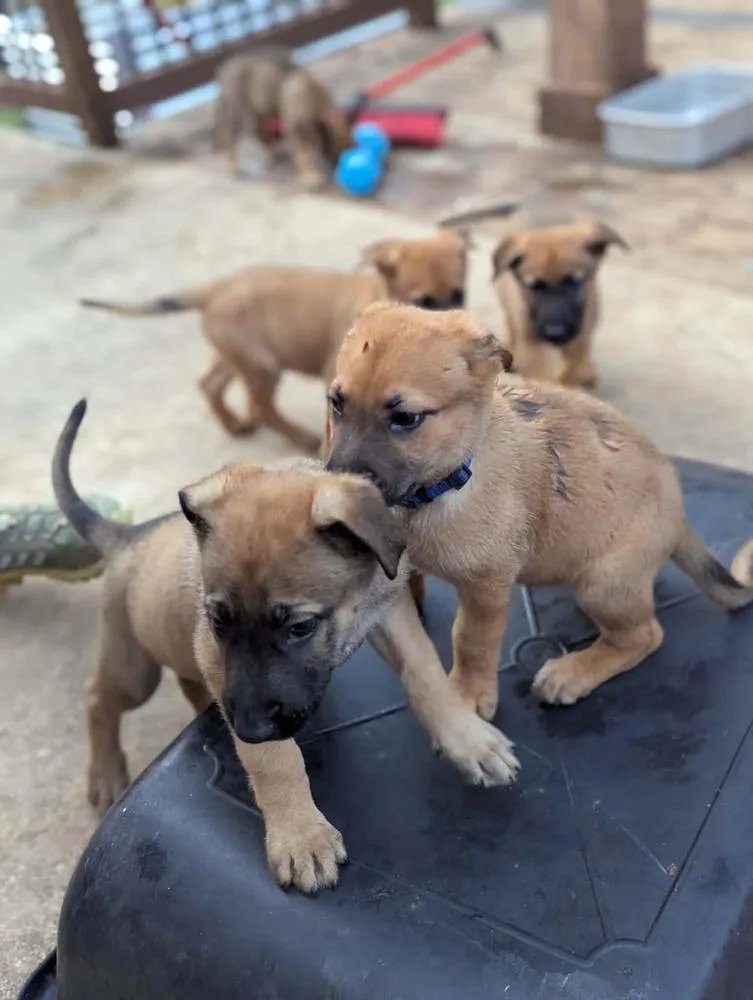 Stormy Skye Litter Polar