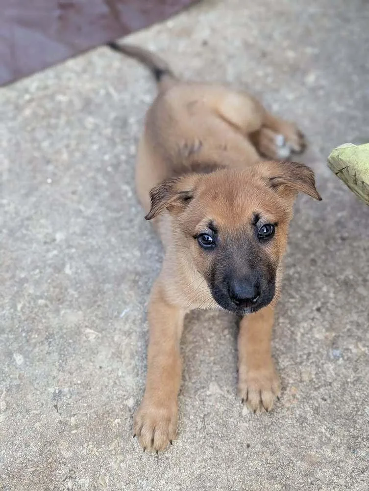Stormy Skye Litter Polar thumbnail 2