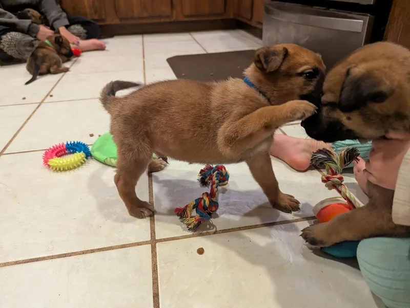 Stormy Skye Litter Polar thumbnail 5