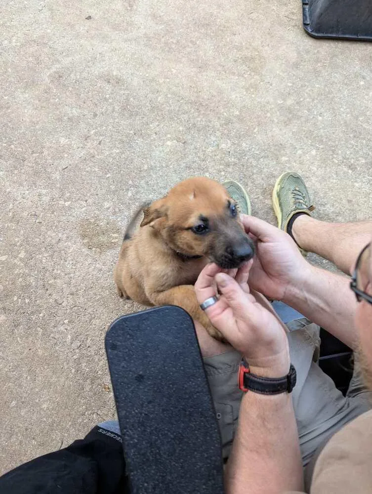 Stormy Skye Litter Polar thumbnail 6