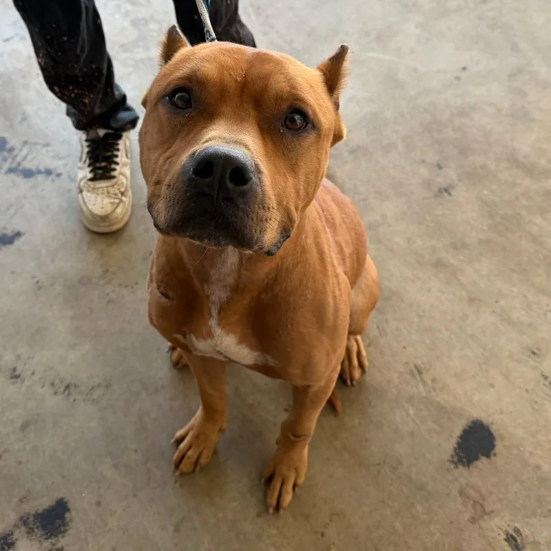 An adult medium-sized male Red / Chestnut / Orange Terrier dog named Phoenix aka Scar for adoption in Clarksdale, MS