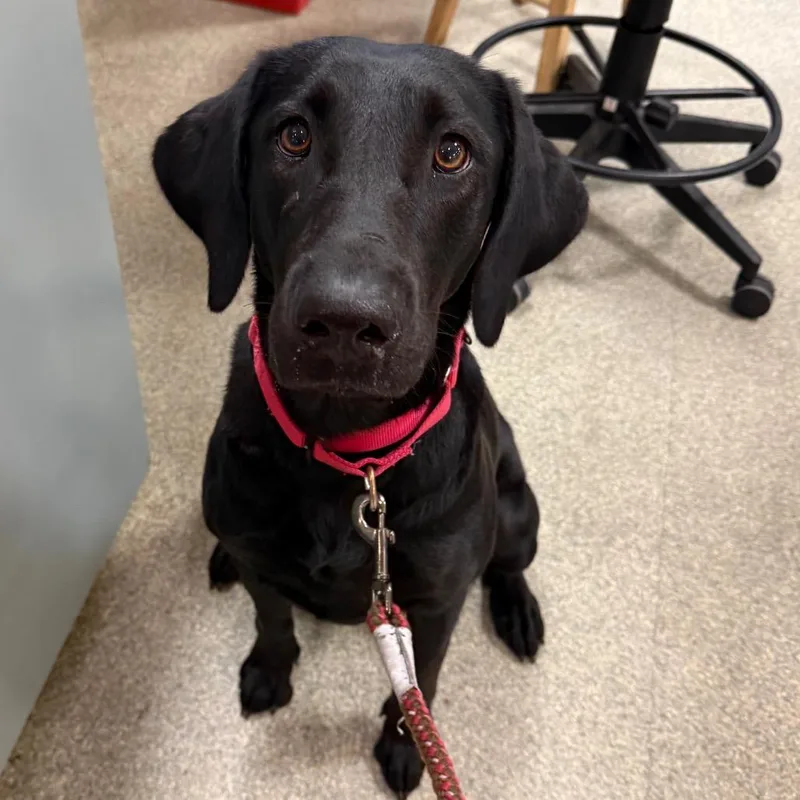 An adult large-sized female Black Mixed Breed dog named Bailey for adoption in Jacksonville, FL
