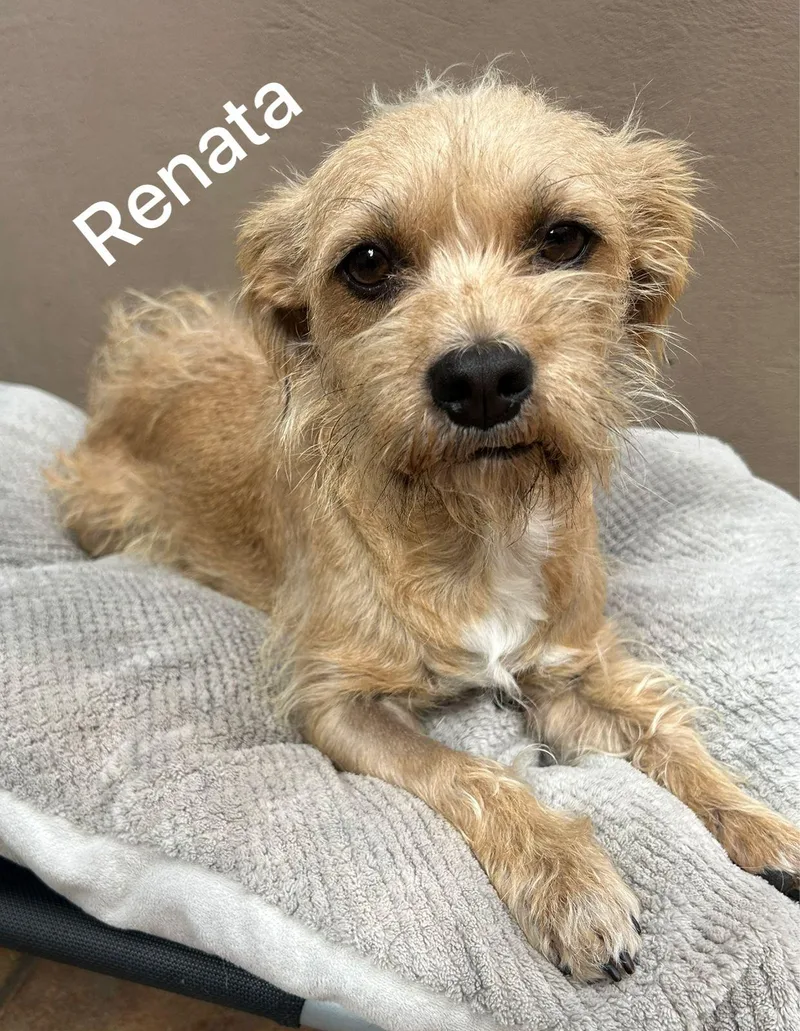 Renata thumbnail 3