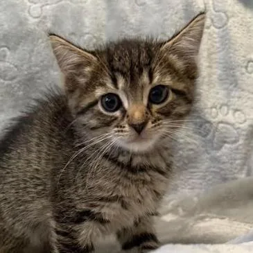 A baby small-sized female Domestic Short Hair cat named Tessa for adoption in Coralville, IA