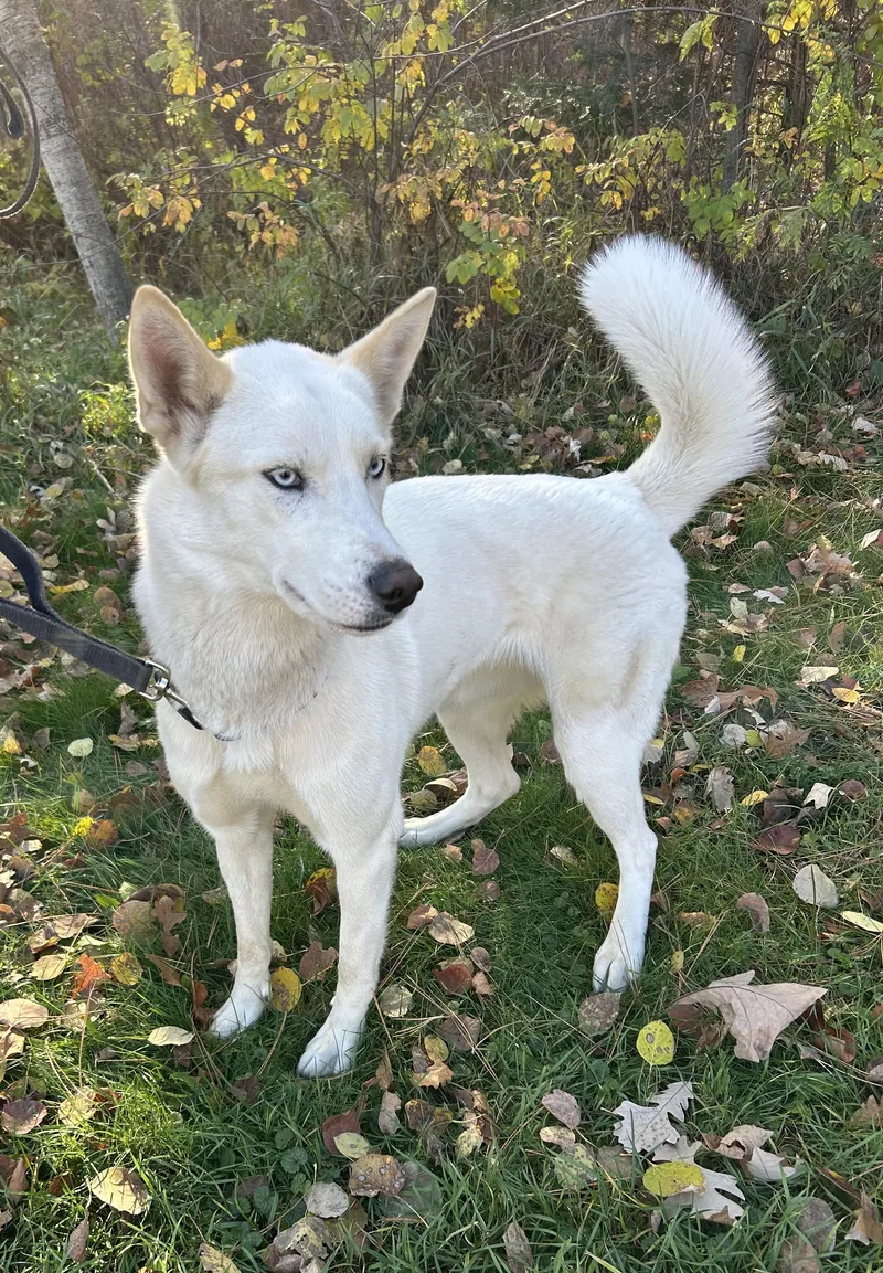 An adult medium-sized female White / Cream Husky dog named Statice for adoption in Brainerd, MN